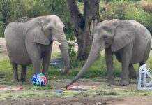 Del hábitat a la cancha: animales del Zoológico Guadalajara hacen sus apuestas mundialistas