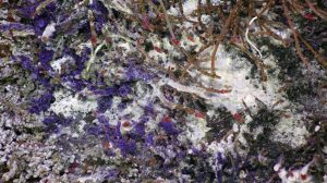 Beauitful lavender-blue protists thrive at the base of the active chimney 'Mushroom'. Credit: UW/NSF-OOI/WHOI. V20.