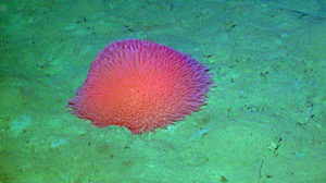 Pom Pom anemone at 2900 m water depth, Slope Base site. Credit: UW/NSF-OOI/WHOI; V21.