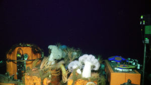 The Shallow Profiler Mooring Platform at Slope Base is home to a variety of macrofauna, including beautiful sea anemones. Credit: UW/NSF-OOI/WHOI; V21.