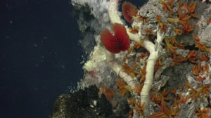 A vibrant tube worm, intermixed with sulfiide worms, thrives on the side of Inferno. Credit. D. Kelley, University of Washington, Bureau of Ocean Energy Management, WHOI, V21.