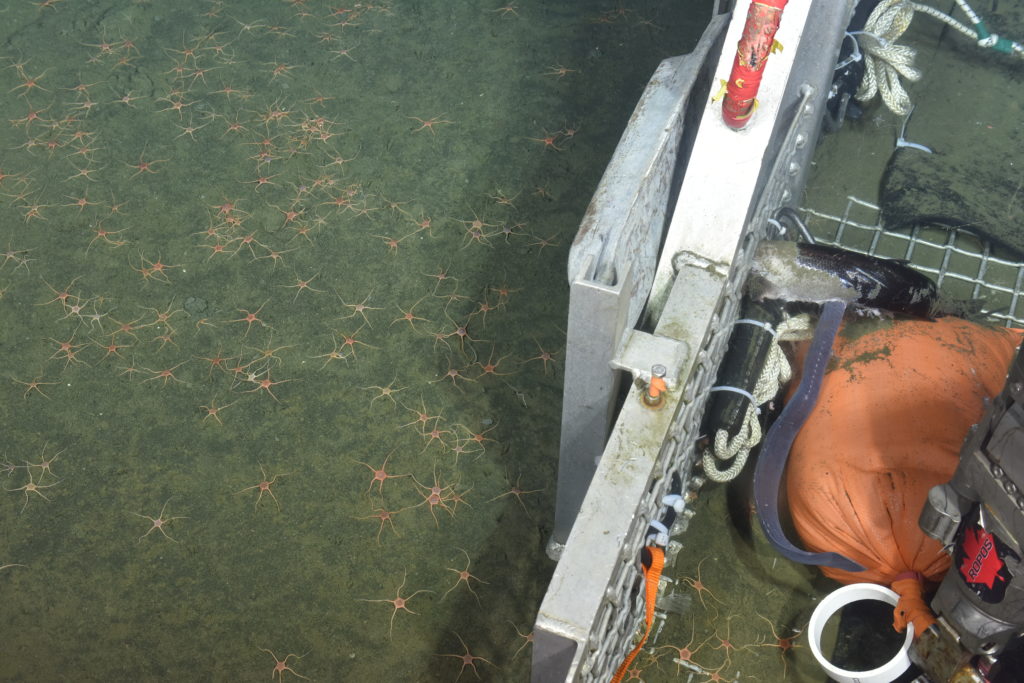 While replacing a seismometer at Southern Hydrate Ridge, we observed a hagfish (at right) and a large number of brittle stars (ophiuroids) carpeting the sediment. The object on the right is the "undervator" that latches beneath the ROV to bring instruments and materials to the seafloor and back. Credit: NSF-OOI/UW/CSSF, Dive R2225, V22