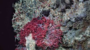 A hydrothermal vent chimney at ASHES in Axial Caldera, covered with Ridgeia tube worms, palm worms, limpets, scale worms, and bacteria. Credit: UW/NSF-OOI/WHOI, Dive J2-1197, V19