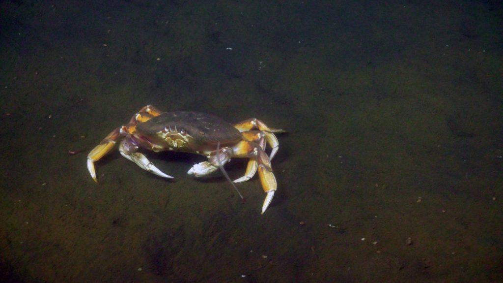 We encountered a few Dungeness crabs during the survey of PN1D, near the Oregon Shelf site. Credit: UW/NSF-OOI/WHOI, J2-1529, V23.