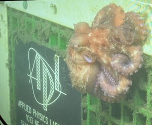 The juvenile giant pacific octopus hangs out on a junction box. Credit: A. Jenkin, University of Washington; V23.