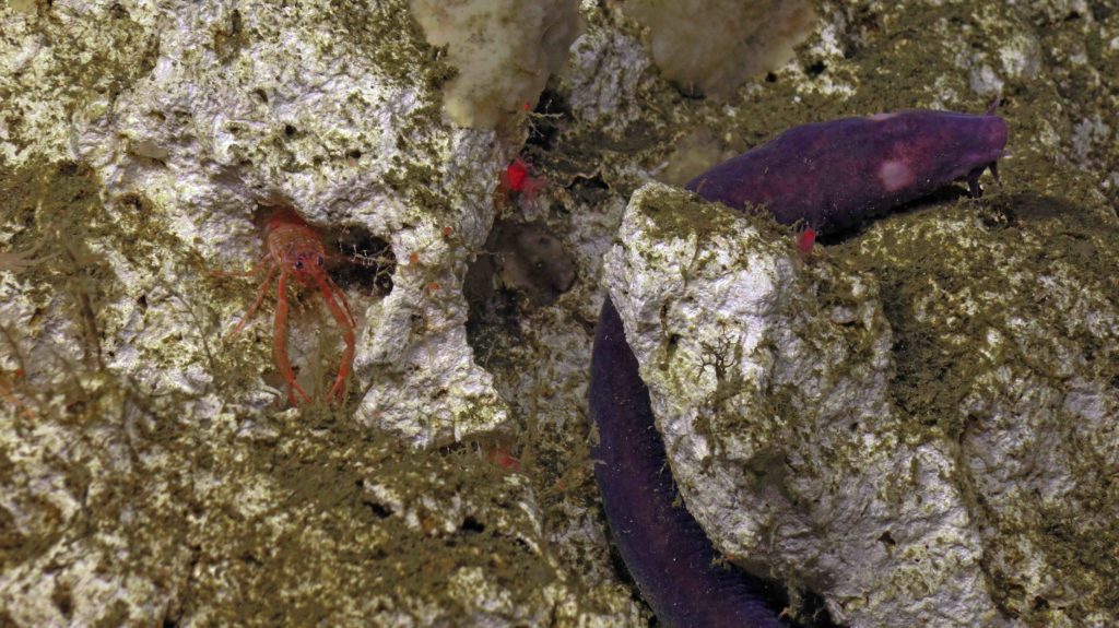 A hagfish wraps itself around the carbonate as a small lobster peaks out from its' small cave. Credit: UW/NSF-OOI/WHOI; J2-1542; V23.