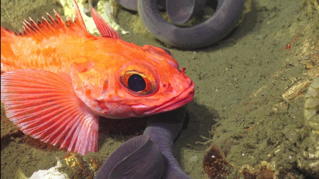 A hagfish and a rockfish close together in a sedimented area of the Pinnacle. Credit: UW/NSF-OOI/WHOI; J2-1543; V23.