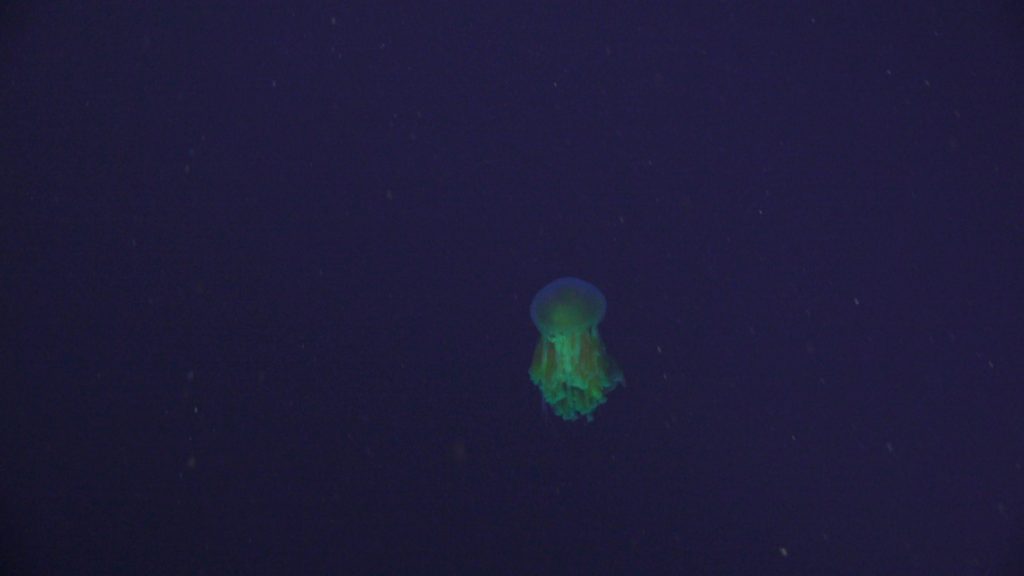 A jelly (possibly a type of fried egg jelly?) floating in the water column above International District vent field. Credit: UW/NSF-OOI/WHOI, Dive J2-1556, V23.