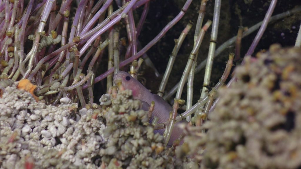 fish poking its head up among tube worms