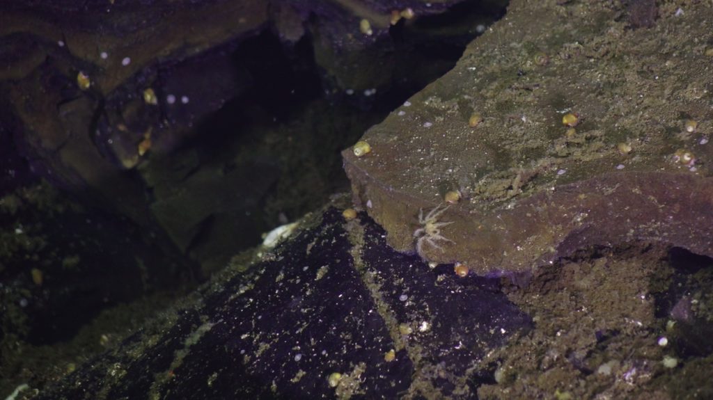 sea spider on a slab of rock