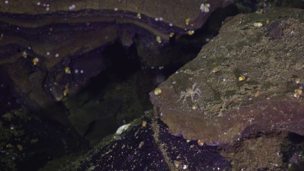 pycnogonid on a slab