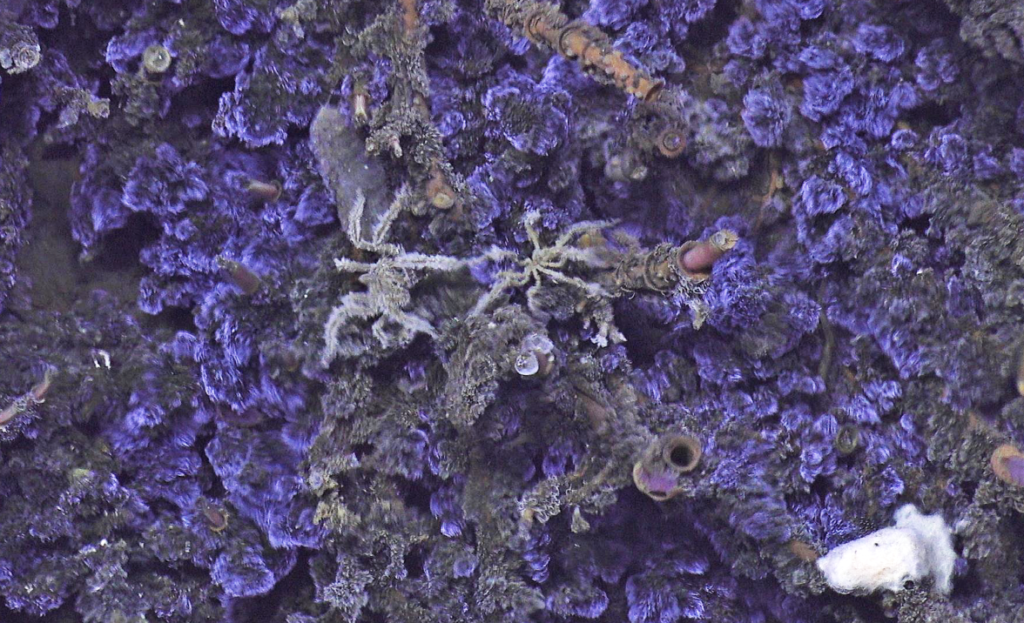 fuzzy sea spiders surrounded by blue ciliates