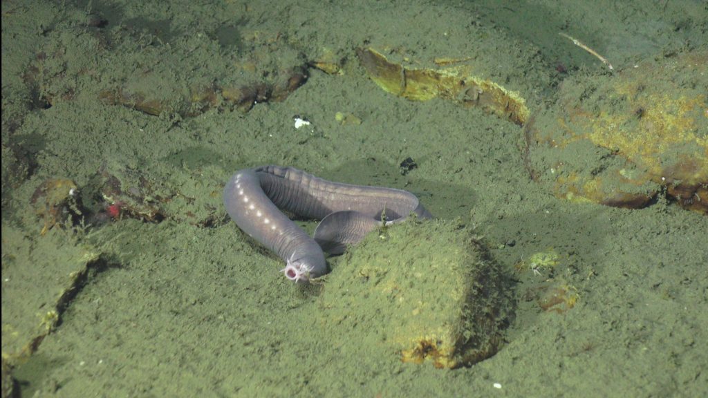 Hagfish photo I (Catherine Rasgaitis) took during my shift, Jason dive J2-1630. Credit: UW/NSF-OOI/WHOI; J2-1543; V24.
