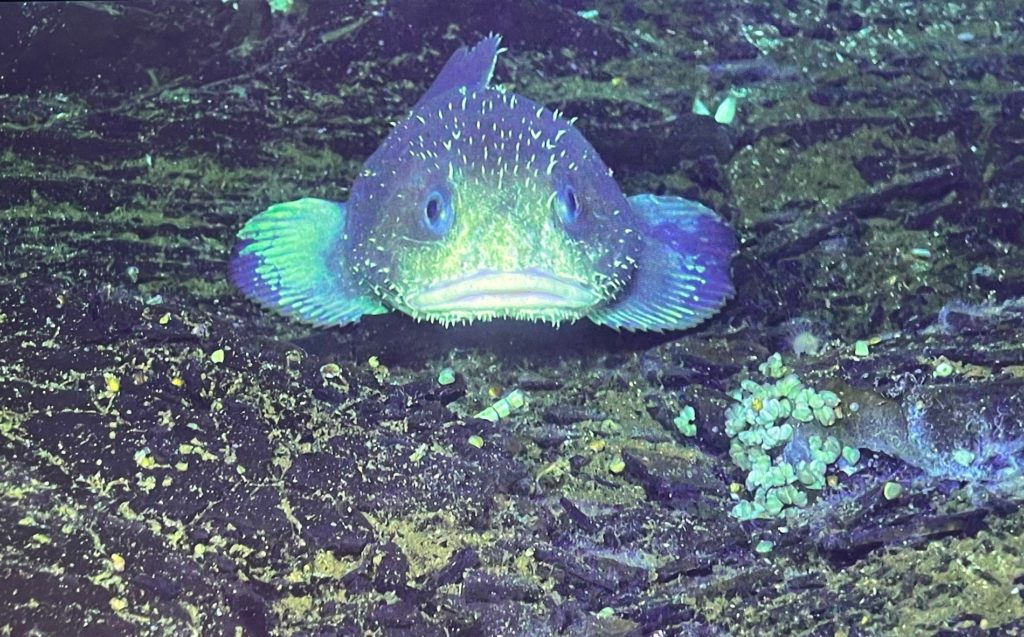 Screen shot of a Ssculpin posing for the camera in lava channel. Credit: J. Wiener, University of Washington; V24.