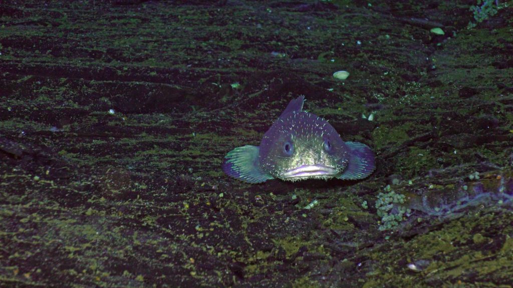 best sculpin.sm.skadi.sulis_20240904103527 copy