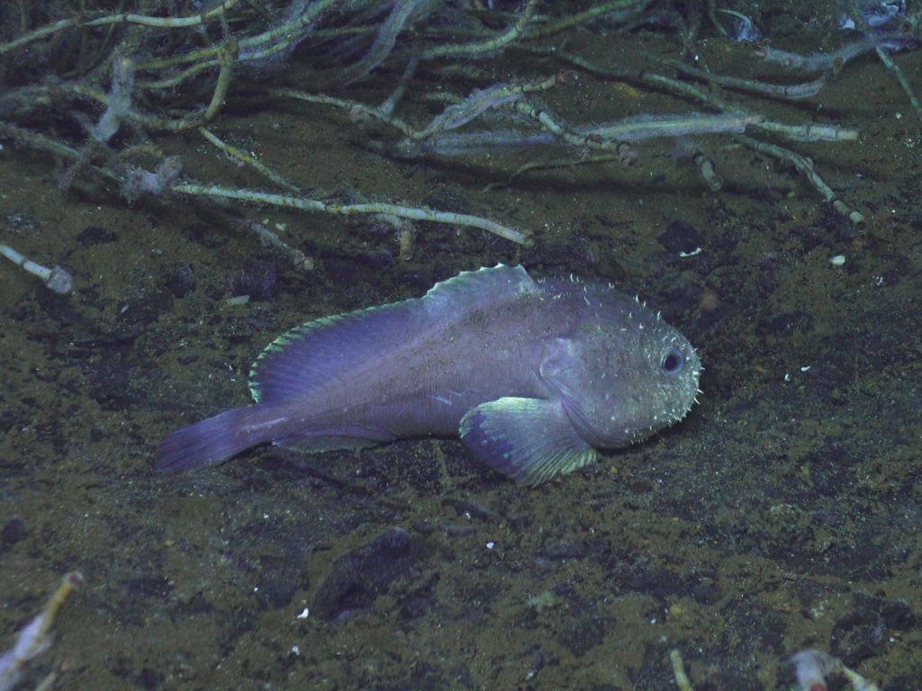 Screen shot of a blob sculpin, an ambush predator with beautiful fins. Credit: Juliet Wiener, University of Washington, V24.