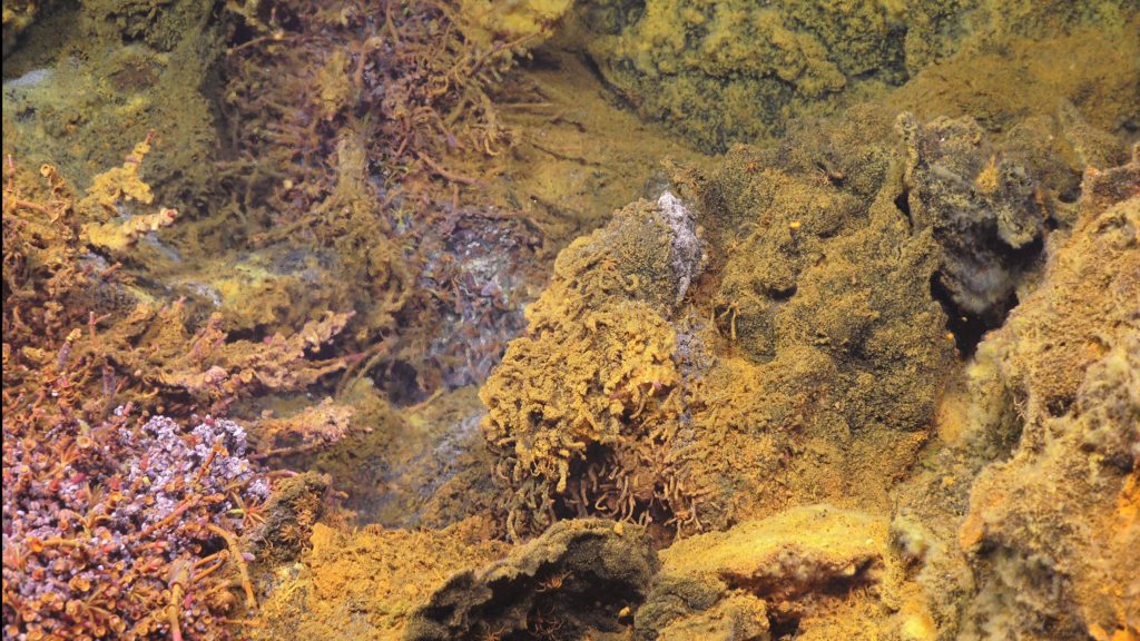 orange bacterial mats on basalt rock