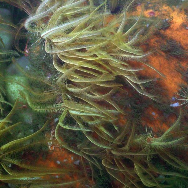 An island of Sea feathers