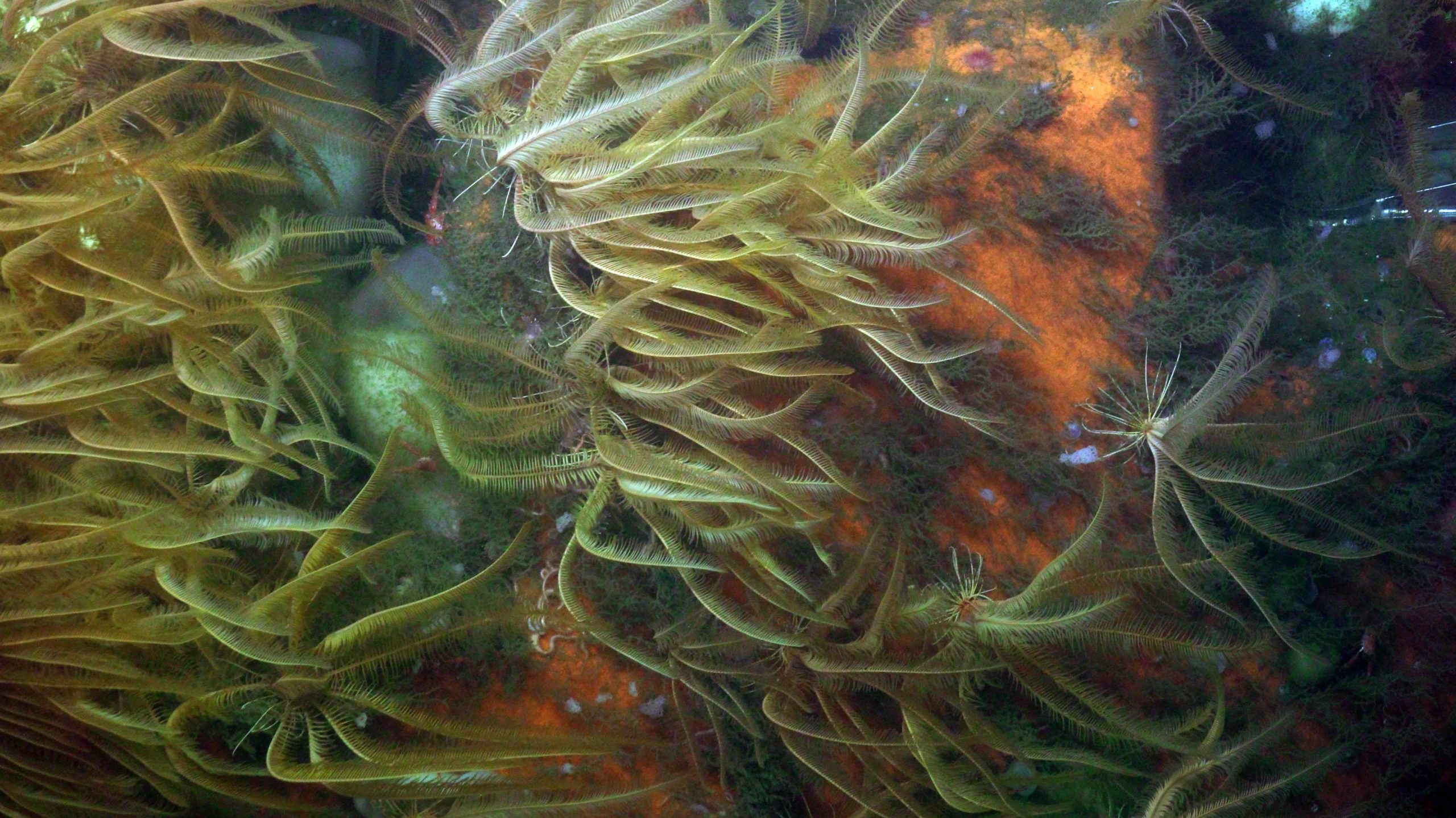 An island of Sea feathers