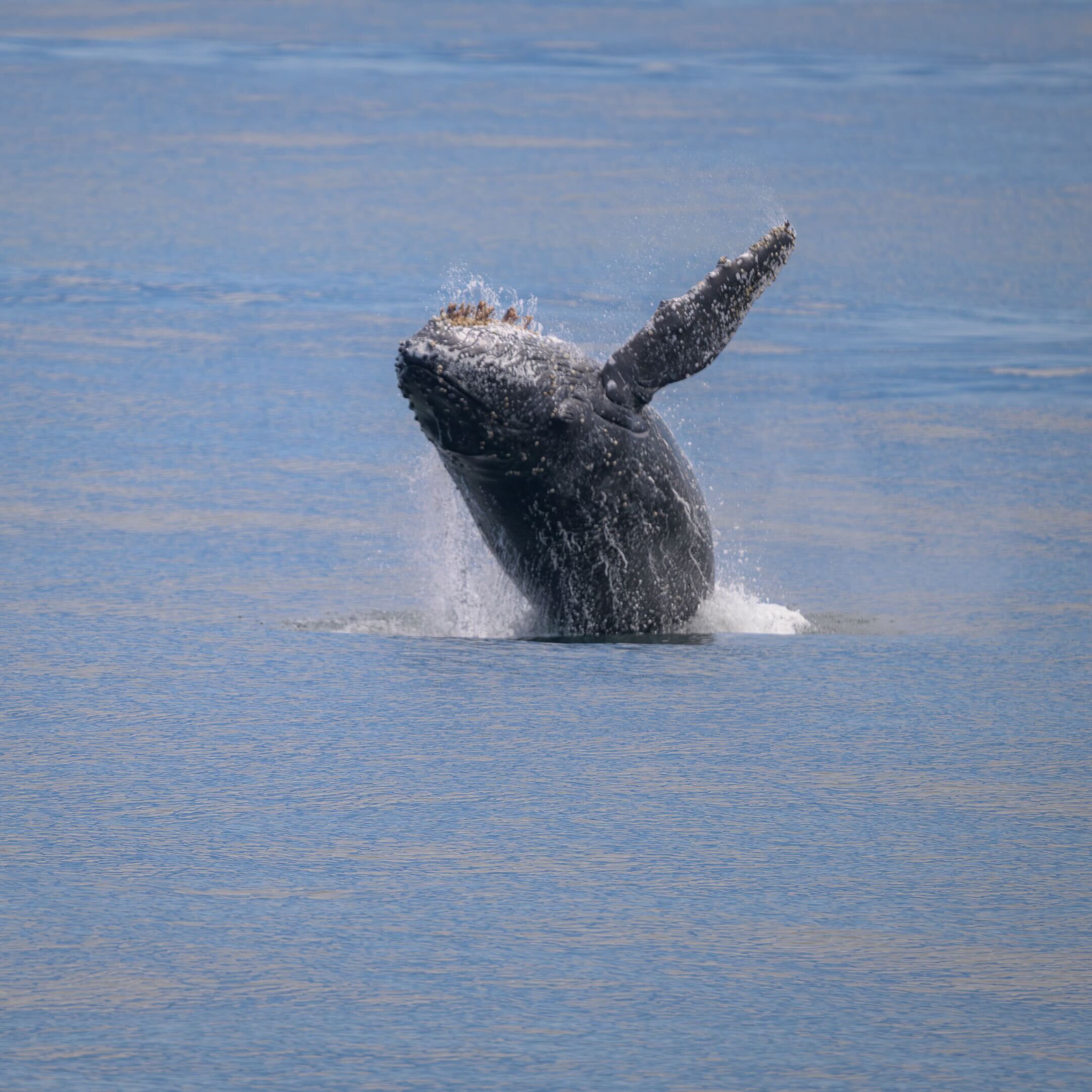 Humpback whale breaching off Oregon coast Humpback whale breaching off Oregon coast