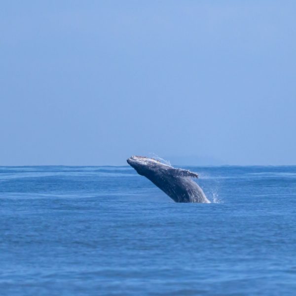 Humpback whale breaching off the OR coast Humpback whale breaching off the OR coast