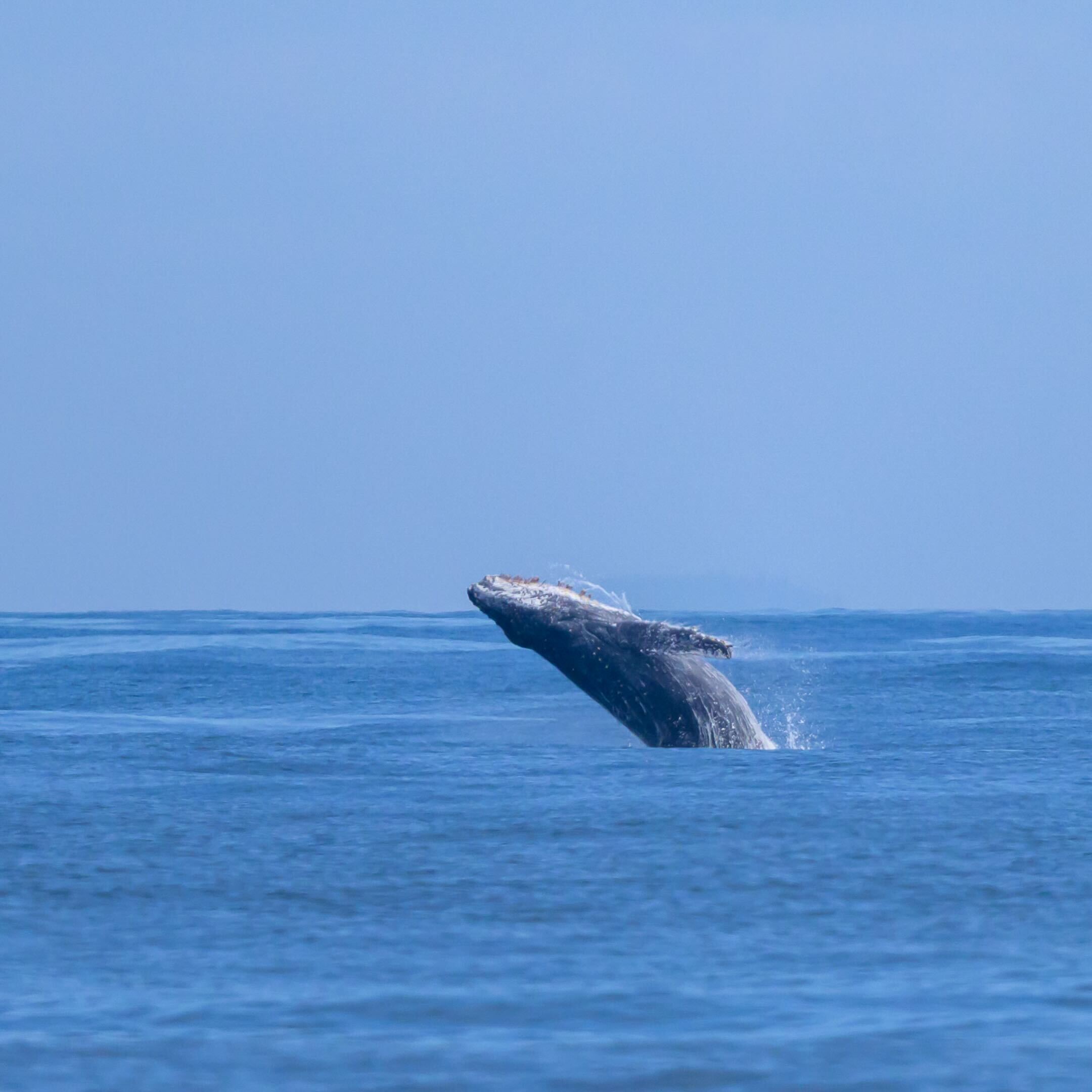 Humpback whale breaching off the OR coast Humpback whale breaching off the OR coast