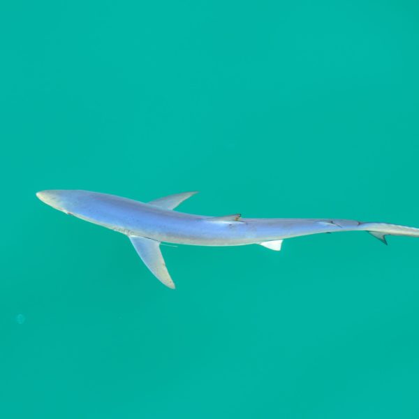 Juvenile Blue shark at OR Offshore Juvenile Blue shark at OR Offshore