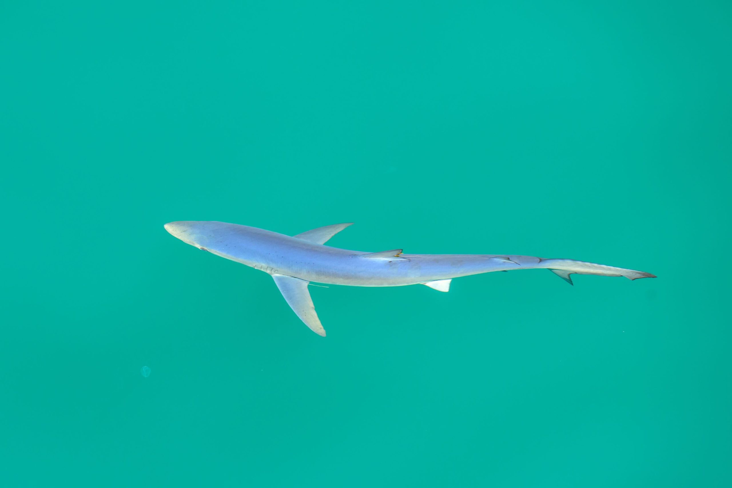 Juvenile Blue shark at OR Offshore Juvenile Blue shark at OR Offshore