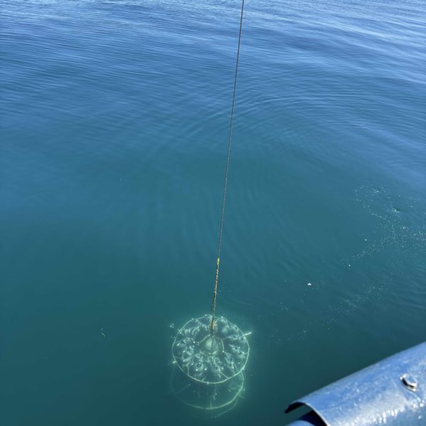 CTD rosette just beneath the surface