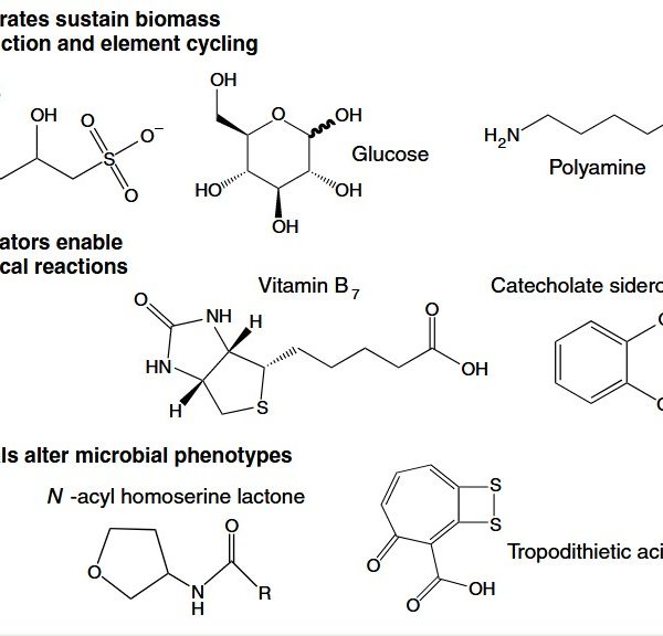 Metabolites of the ocean