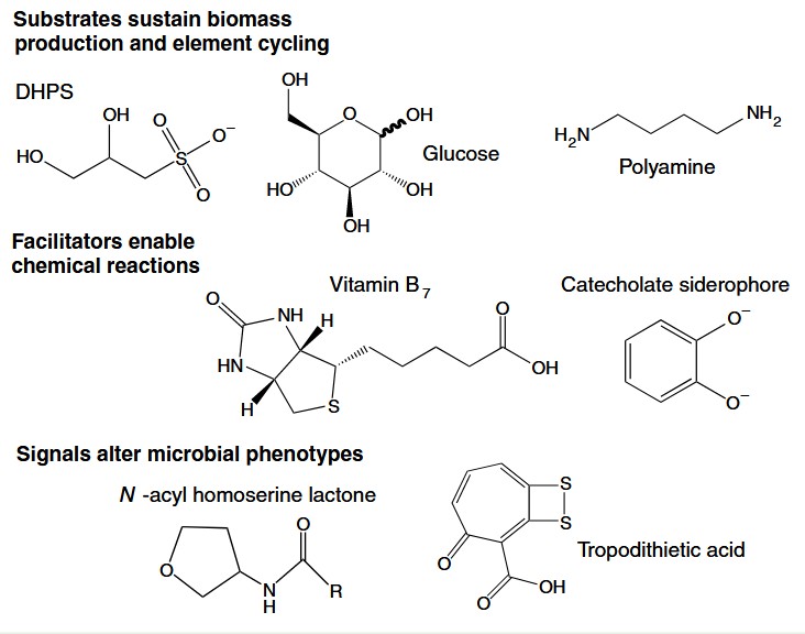 Metabolites of the ocean