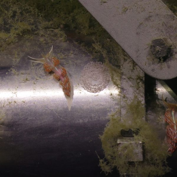 Opalescent nudibranchs on the Axial Base mooring