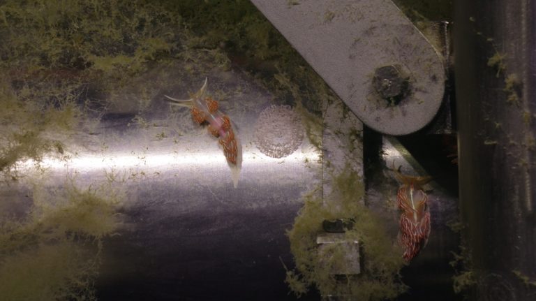 two orange and white slugs crawling on a metal surface