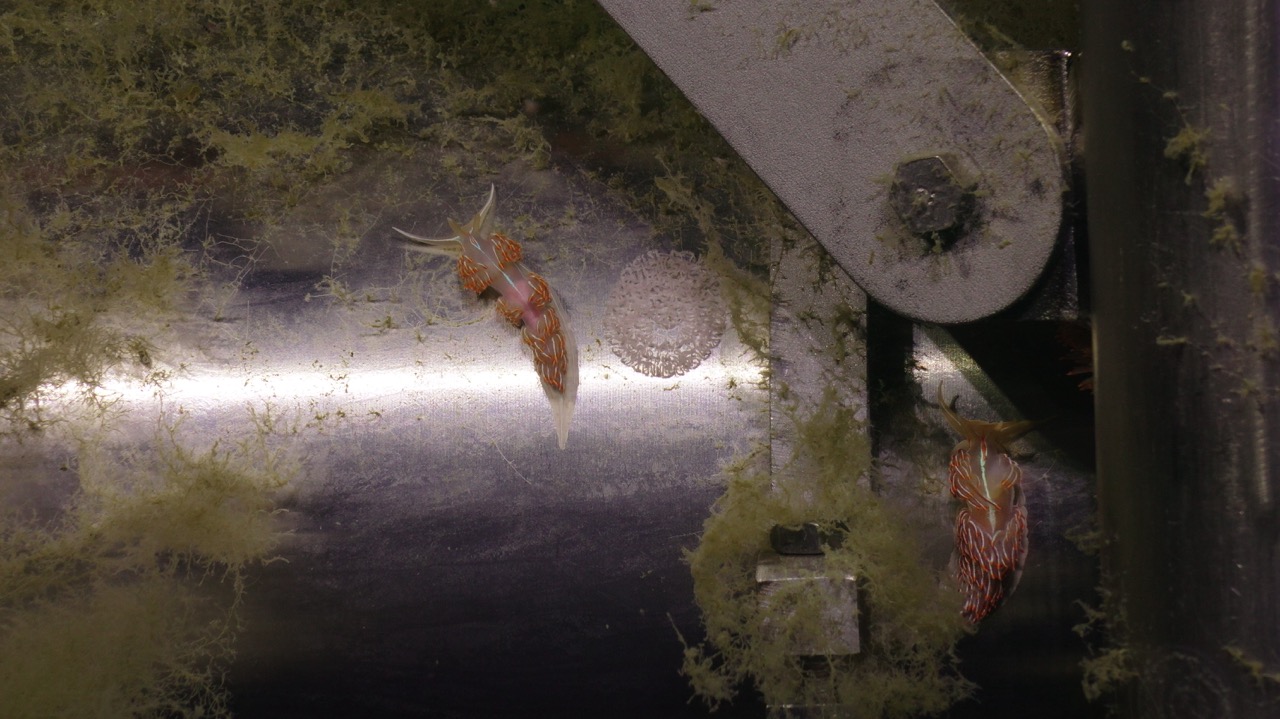 Opalescent nudibranchs on the Axial Base mooring