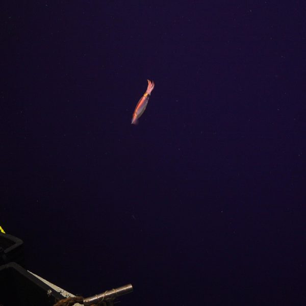 Squid Near Jason