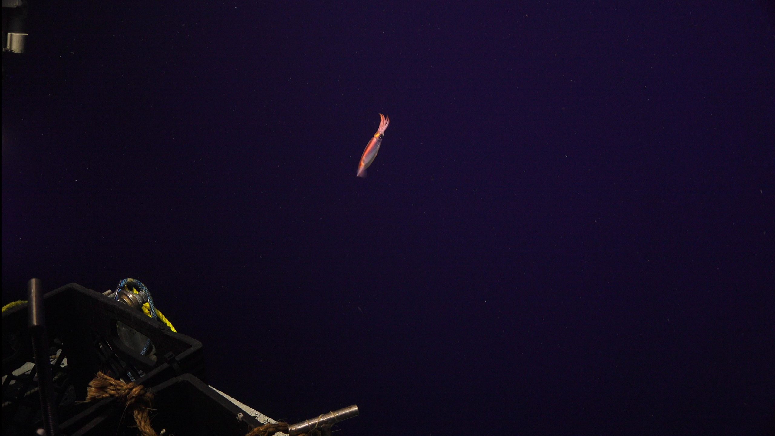 Squid Near Jason