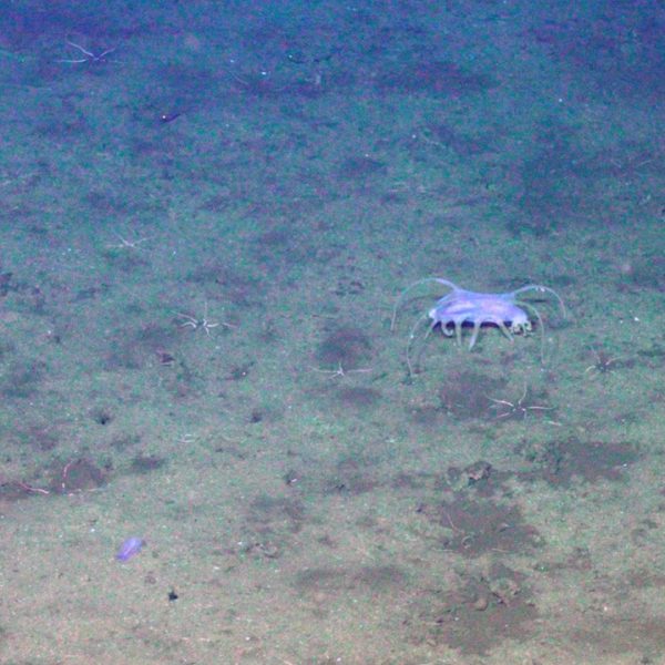 Sea pig and brittle stars at Axial Base