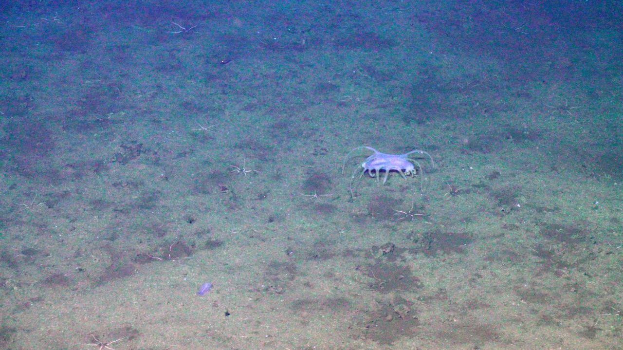 Sea pig and brittle stars at Axial Base