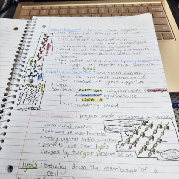 Bacteria Notes