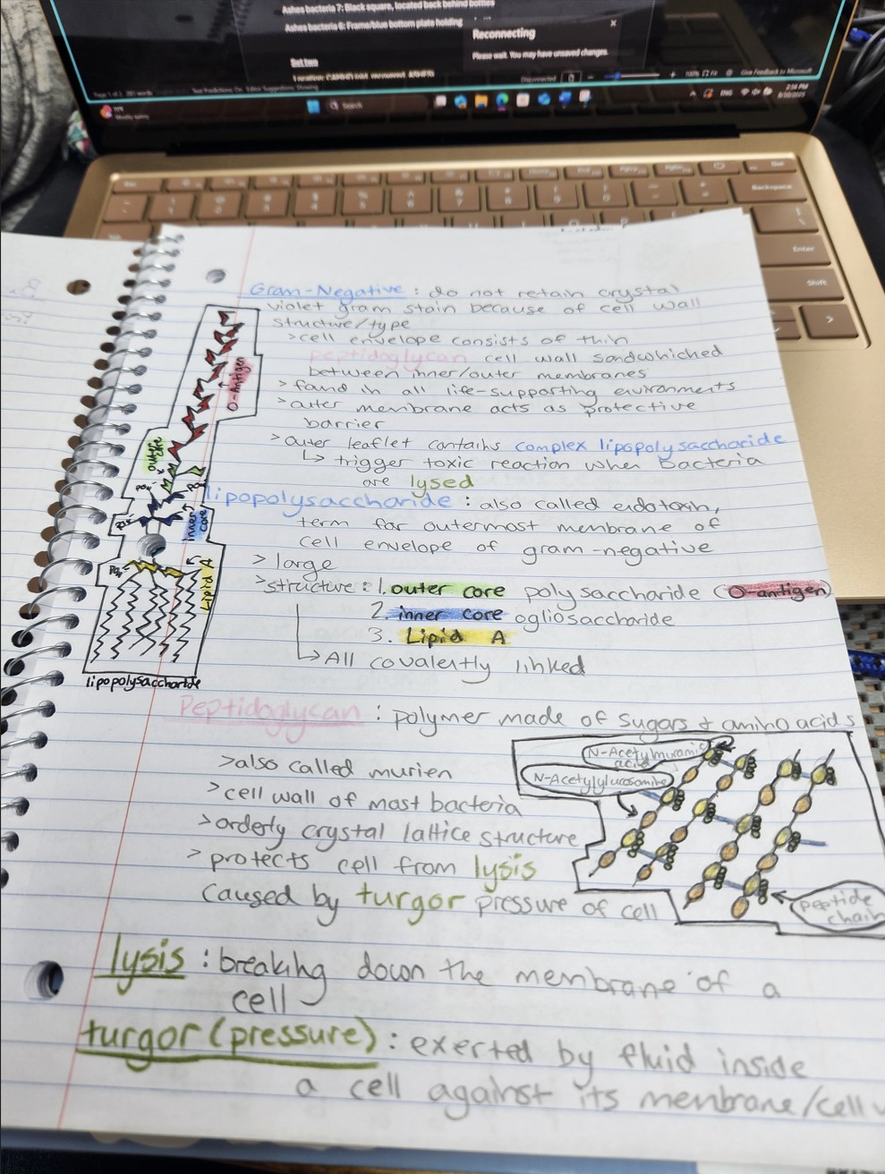 Bacteria Notes