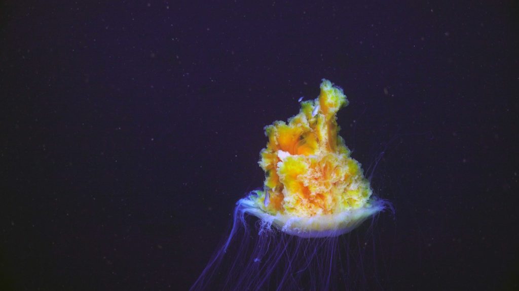 sulis_20250809222418_lionsmane