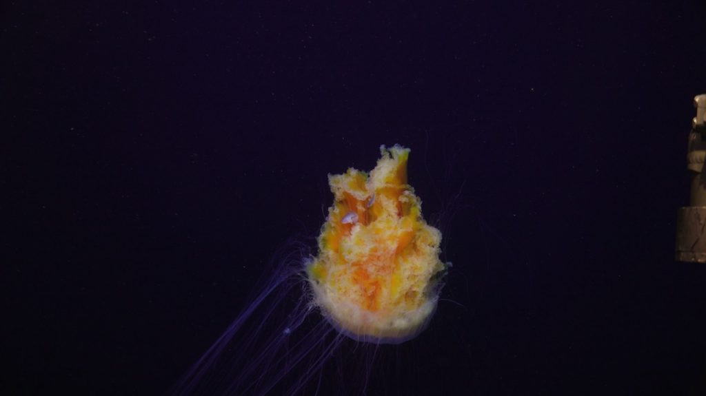 sulis_20250809222437 Large