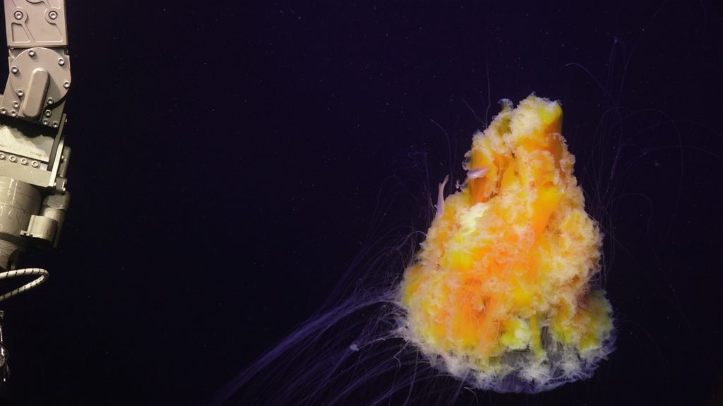 sulis_20250809222447 Large