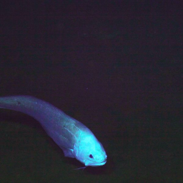 Cusk eel at Axial Base