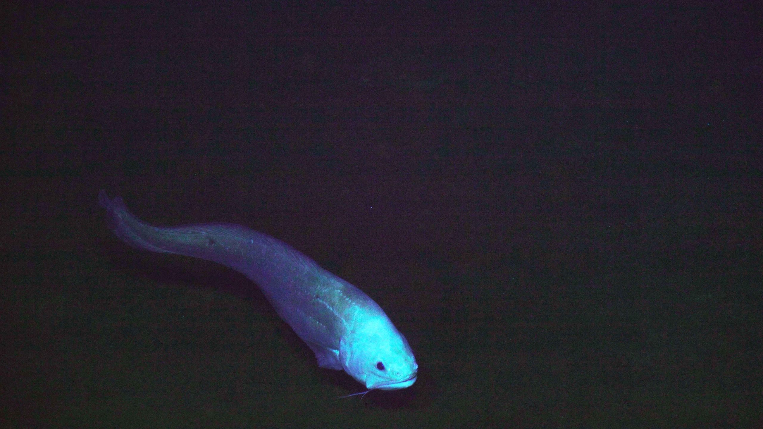 Cusk eel at Axial Base