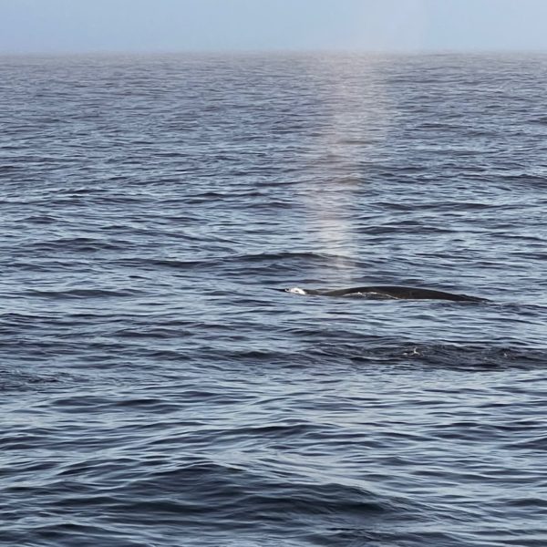 whale