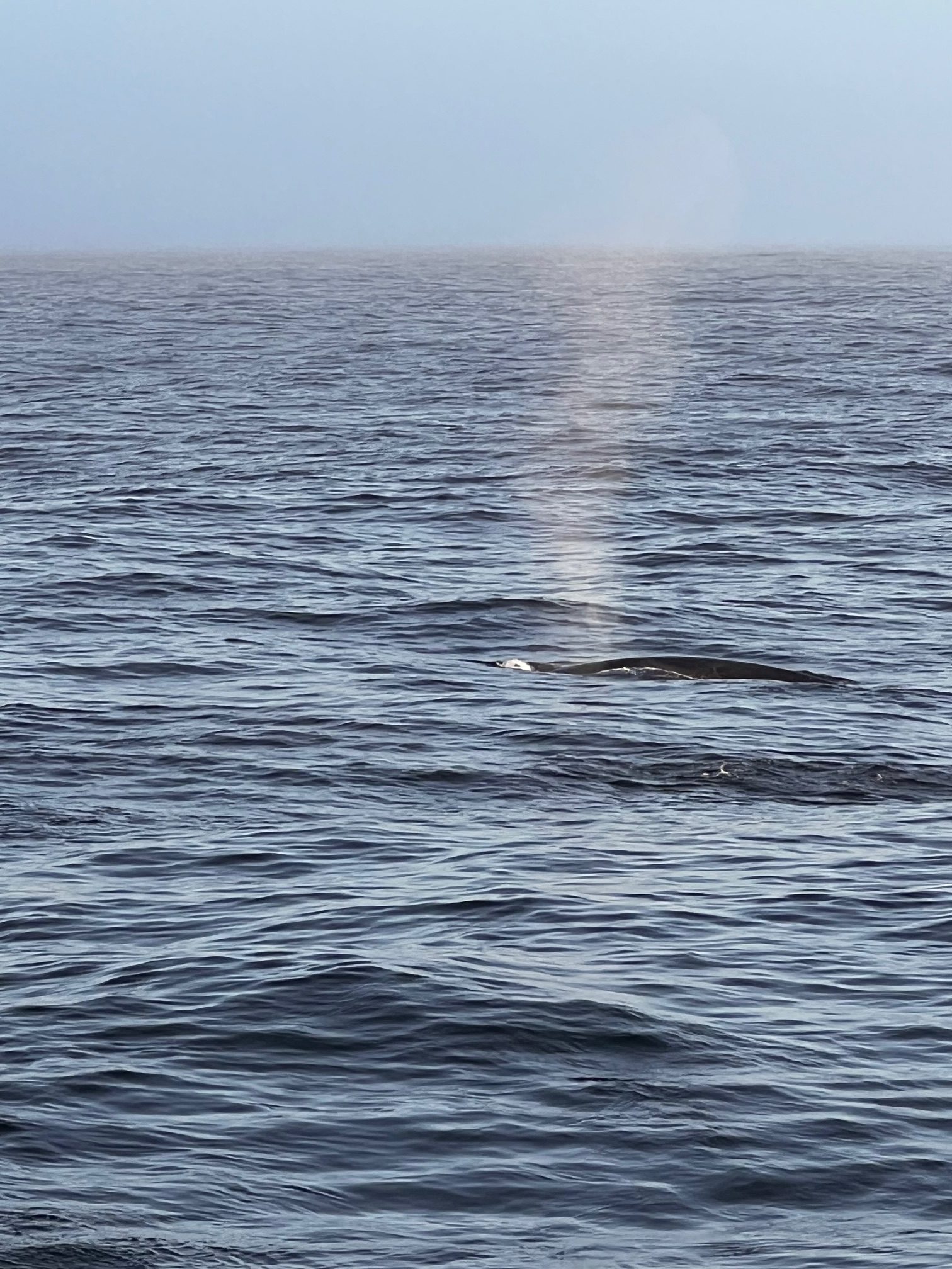 whale