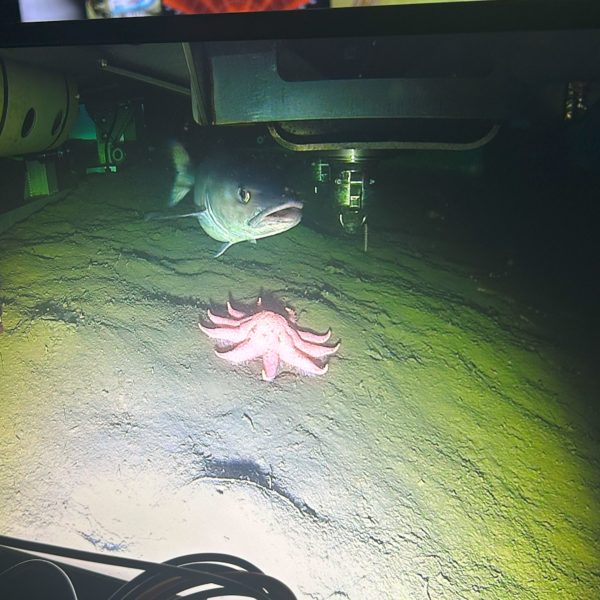 Figure1_codandseastar