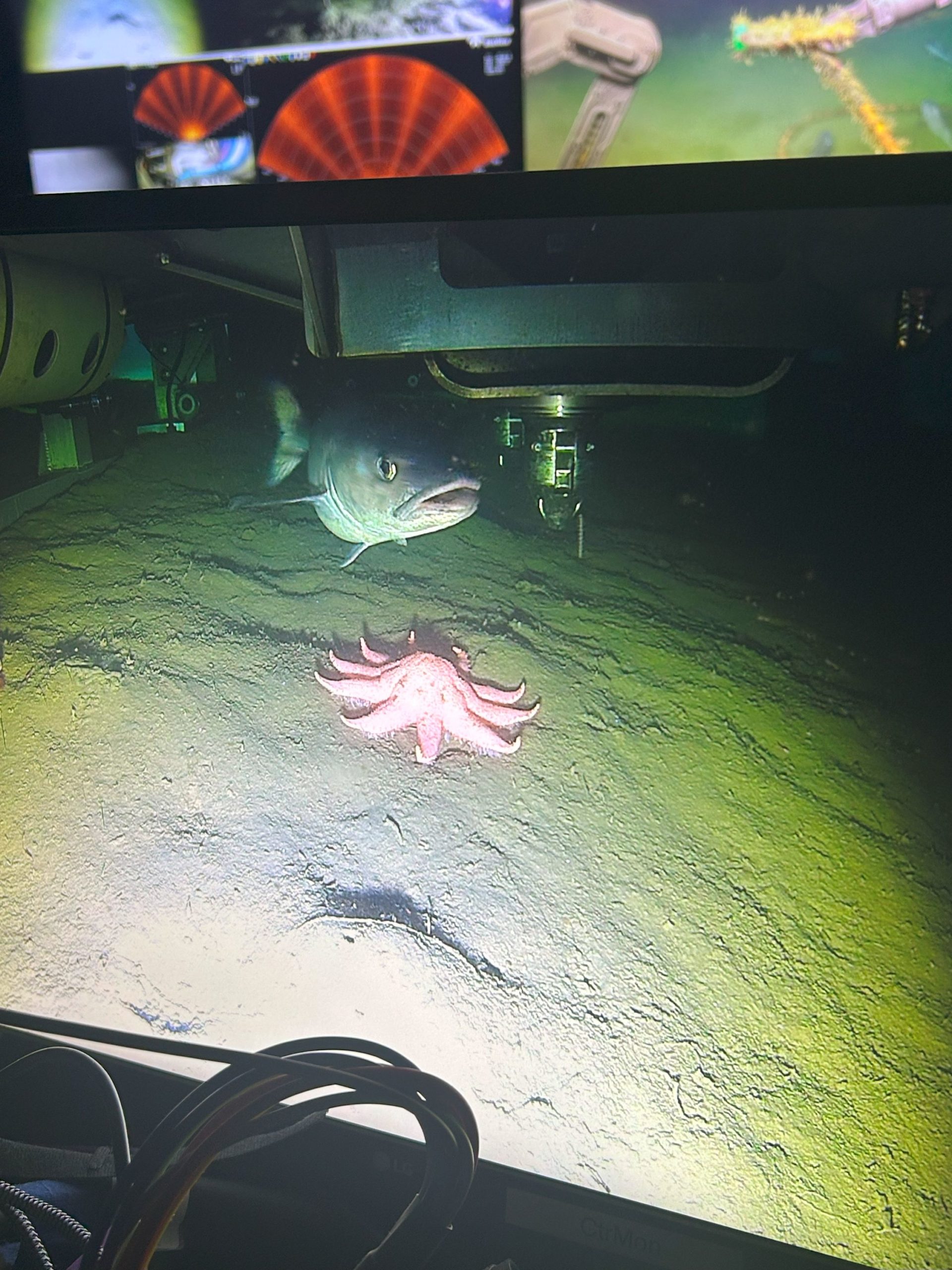 Figure1_codandseastar
