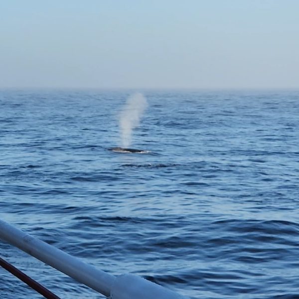 Fin Whale Spout Above SHR